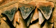 Sacacodentition1