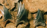 Sacacodentition3