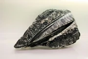 Silurian Orthoceras Fossil1
