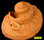 CyprusPlioceneGastropod