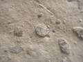 Thumbnail for version as of 01:35, February 5, 2009