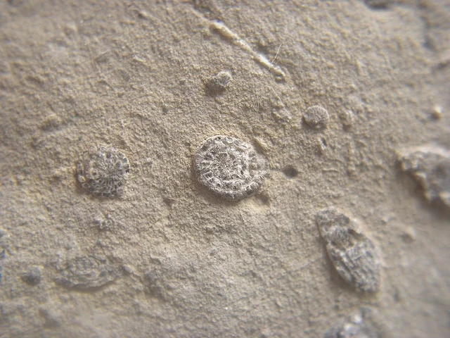 File:Microfossils1.JPG