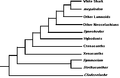 Ancient sharkcladogram1.gif