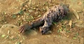 5x05 His old arm.jpg