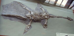 Plesiosaurus hawkinsi NHM