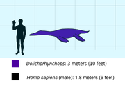 Dolichorhynchops scale