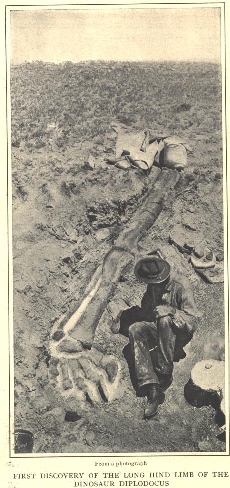 Bone3