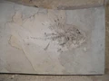Priscacara serrata1.jpg