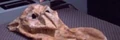 Alien Haut.jpg