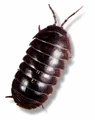 Real Pill Bug.jpg