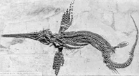 Ichthyosaurus.jpg