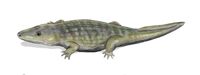 Wetlugasaurus BW