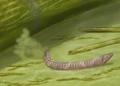 Adelospondylus2.jpg
