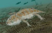 Amphibamus BW