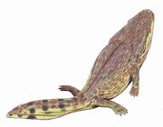 Metoposaurus bakeri1DB