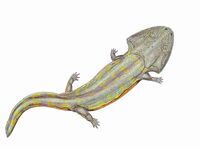 Pelorocephalus1DB