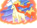 Rapidash