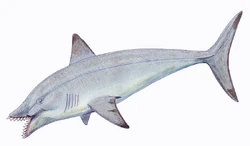 Edestus protopirata1DB