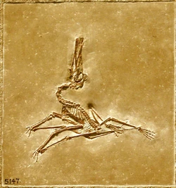Pterodactylus1.jpg