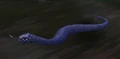 BlackKingsnake.jpg