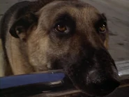 The.Bionic.Woman.S03E01.DVDrip.XviD-SAiNTS.avi 002410960