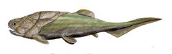 Coccosteus BW