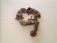 Dogs9.jpg