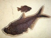 Diplomystus.jpg
