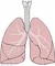 Lungs