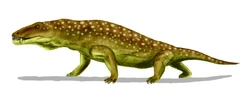 Anteosaurus BW.jpg