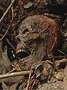 Skeletons (mass grave) -Mini.jpg