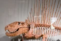 Dimetrodon half body1.jpg