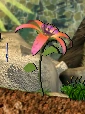Pinky plant.png