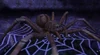 Aragog game