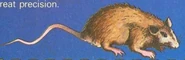 NP BR Rat
