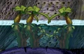 Waterplants.png