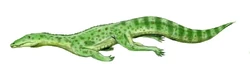 Qianosuchus BW.jpg