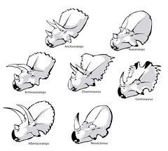 Familie Ceratopsidae.svg.png