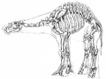 Falumpaset Skelett.jpg