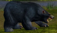 Image of Black Bear Patriarch