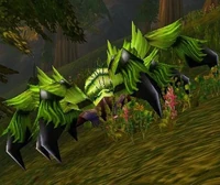 Image of Giant Moss Creeper