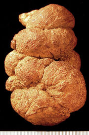 Pseudocoprolite