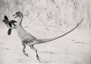 Ornitholestes