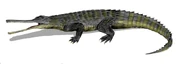 Rutiodon BW
