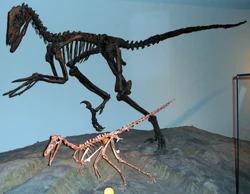 Buitreraptor-Deinonychus.jpg