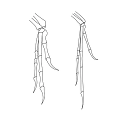 Archaeo-deinony hands.png