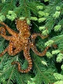 Treeocto.jpg