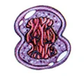 Flitt