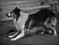 Rowlf lassie2a.JPG