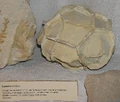 Septarian nodule arp.jpg